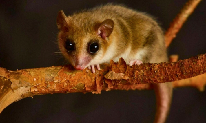 Monito del monte en Queulat: el hallazgo que confirma por qué debes visitar este parque en la Patagonia