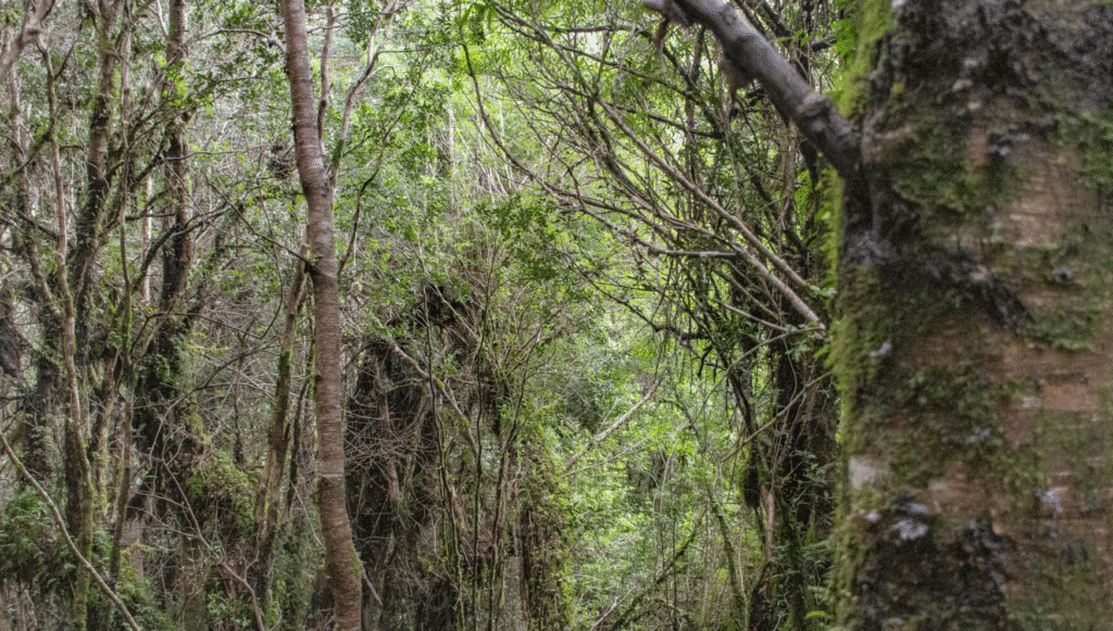 Sendero Bosque Encantado – Sector Sur (Acceso desde Carretera Austral)